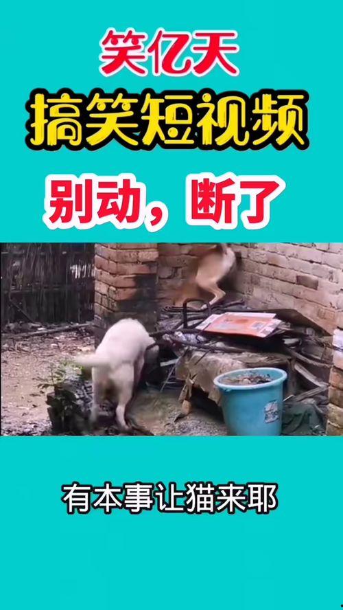 爆料搞笑视频笑死人,让你瞬间忘却烦恼